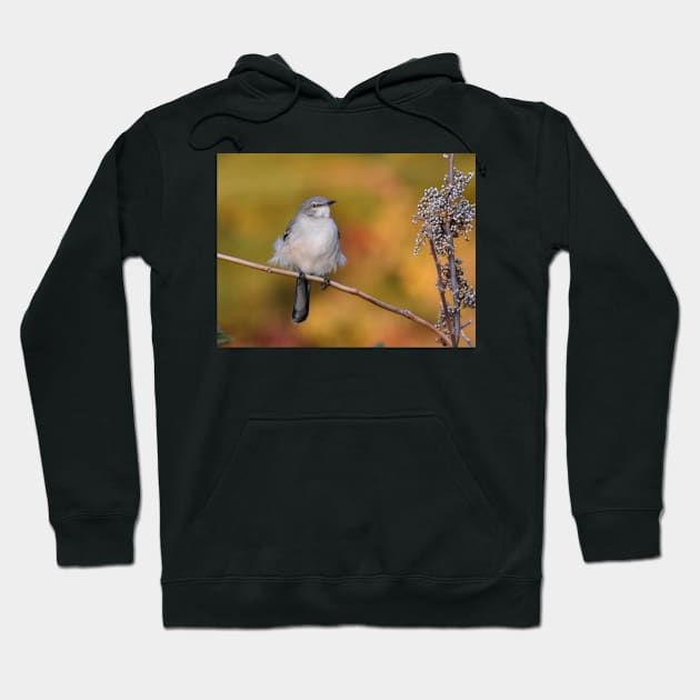 Mockingbird perched Hoodie by ToniaDelozier